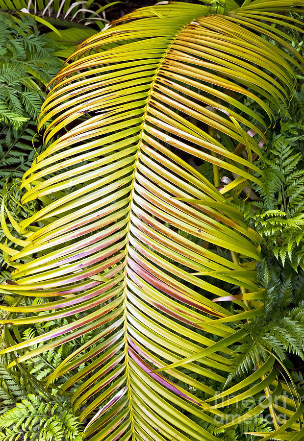 Ferns Photograph by Kate Brown