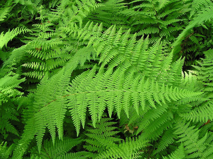 Ferns Photograph by Lucinda VanVleck - Fine Art America