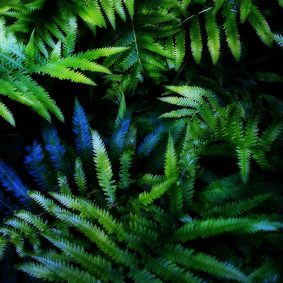 Ferns Digital Art by Matthew Lindley