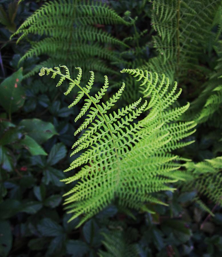 Ferns Photograph by MTBobbins Photography