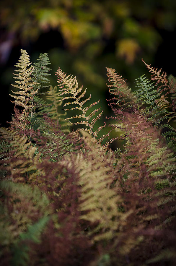 Ferns of Fall Photograph by Michael Donahue