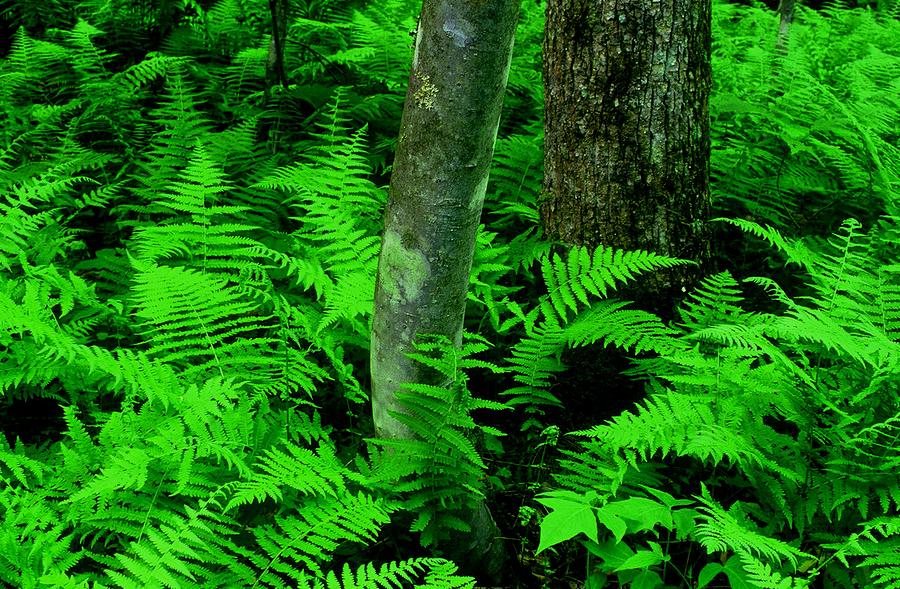 Ferns Photograph by Rodney Lee Williams