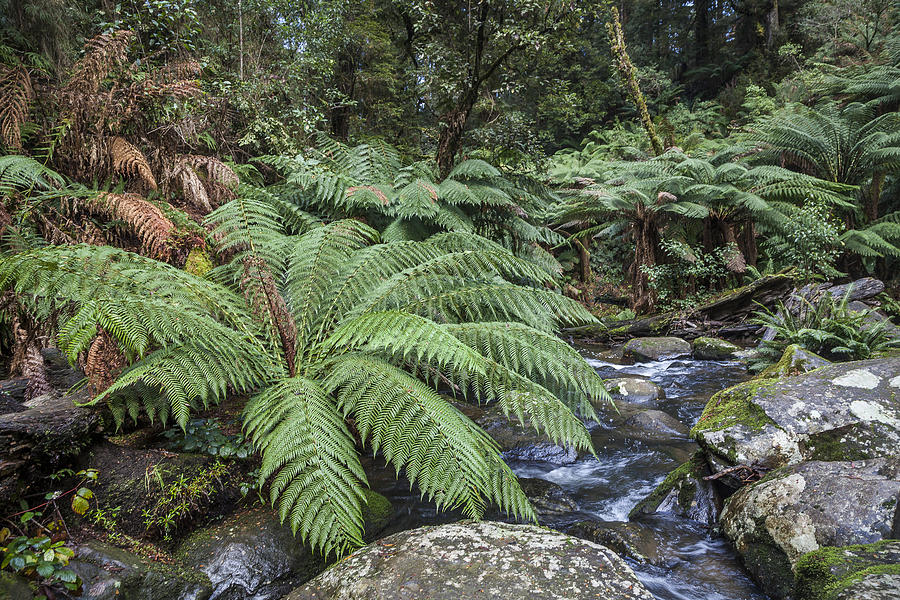 Ferntree Gully Photograph by Shari Mattox - Fine Art America