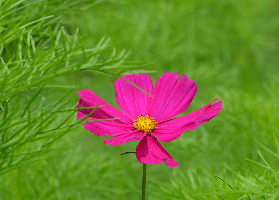 Ferny Cosmos Photograph by Marjorie Tietjen - Fine Art America