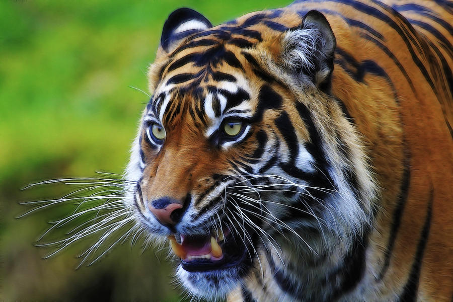 Tiger Photograph - Ferocious by Athena Mckinzie