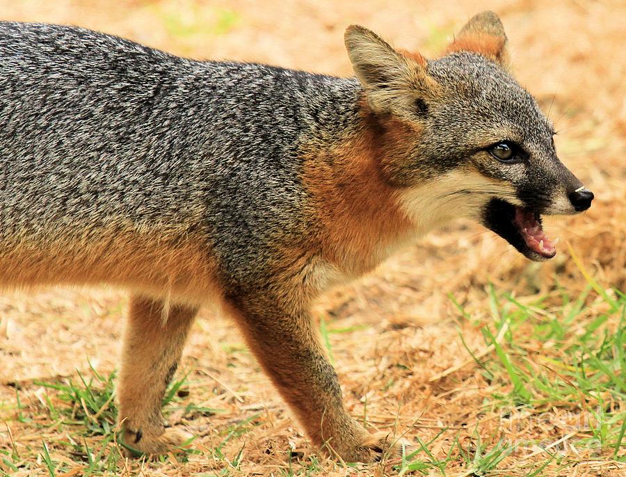 Ferocious Fox Photograph by Adam Jewell