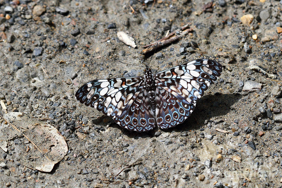 Butterfly Photograph - Feronia Cracker butterfly by James Brunker