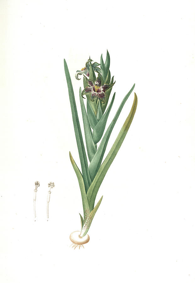 Flower Drawing - Ferraria Undulata, Ferrarie Ondulée Orchid Iris by Artokoloro