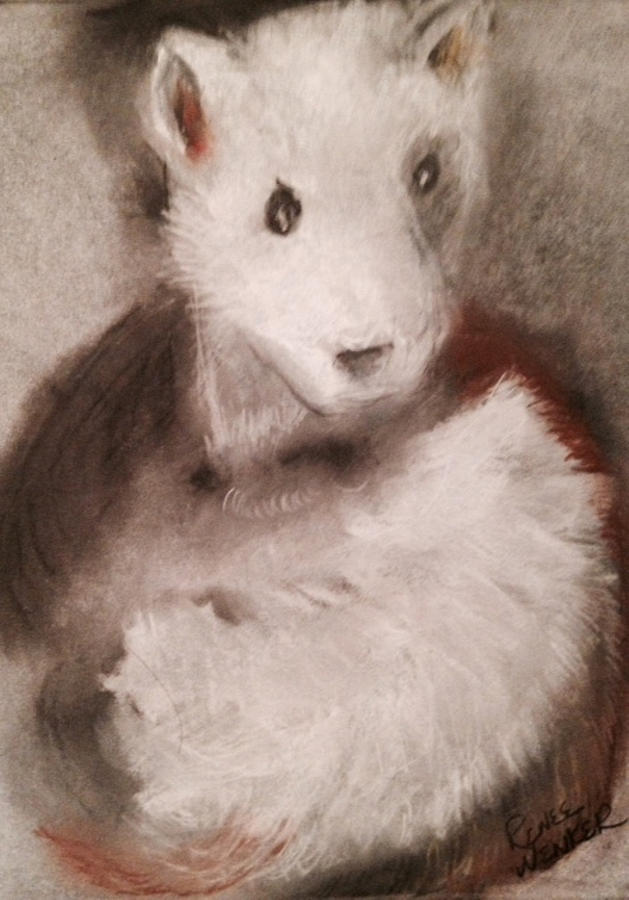 Ferret at Rest Pastel by Renee Michelle Wenker