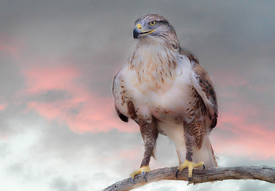 Bird Photograph - Ferruginous Hawk at Dusk by Barbara Manis