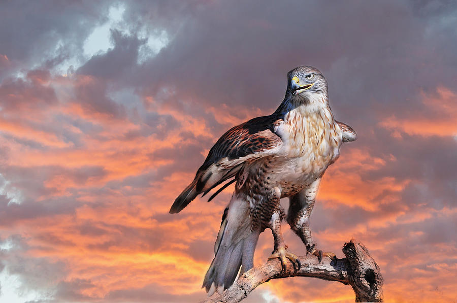 Bird Photograph - Ferruginous Hawk by Barbara Manis