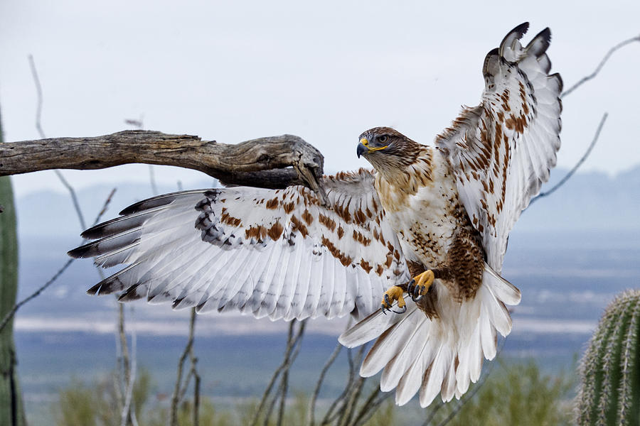 Ferruginous Hawk Buteo Regalis Photograph by Mark Newman