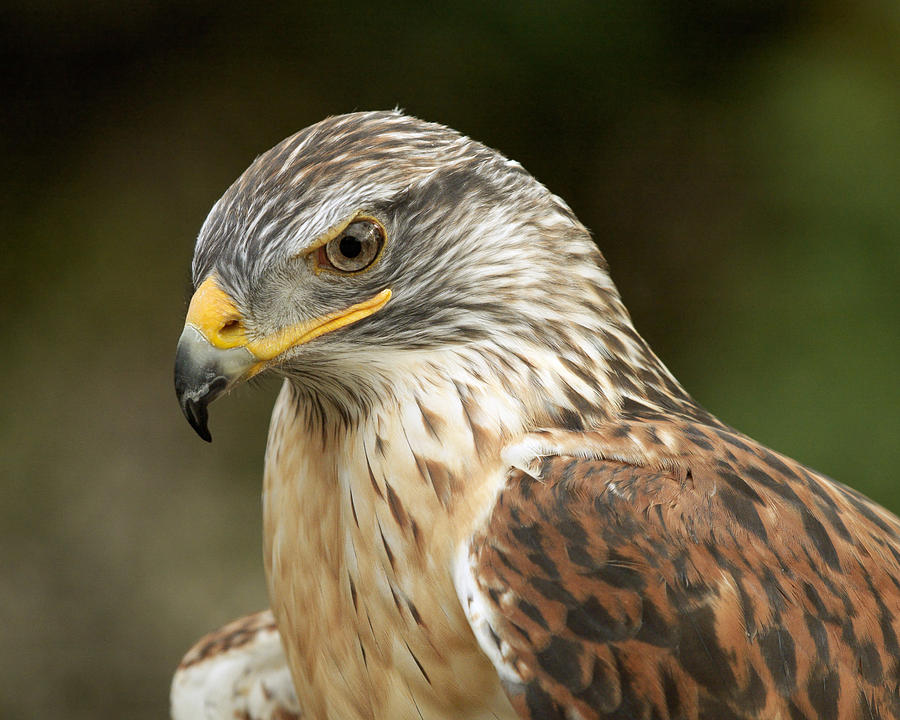 Ferruginous Hawk Photograph by Doug Herr