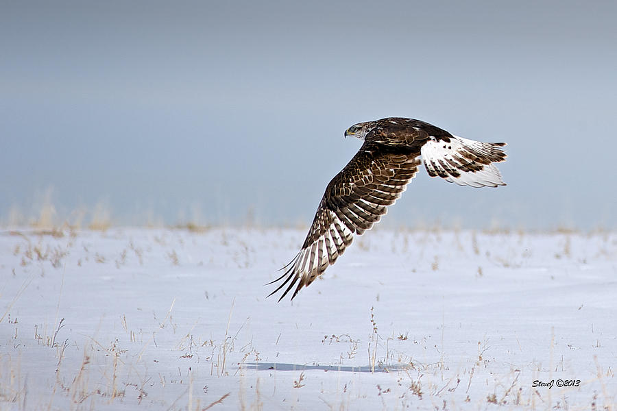 Ferruginous Hawk Flying over the Snow Photograph by Stephen Johnson