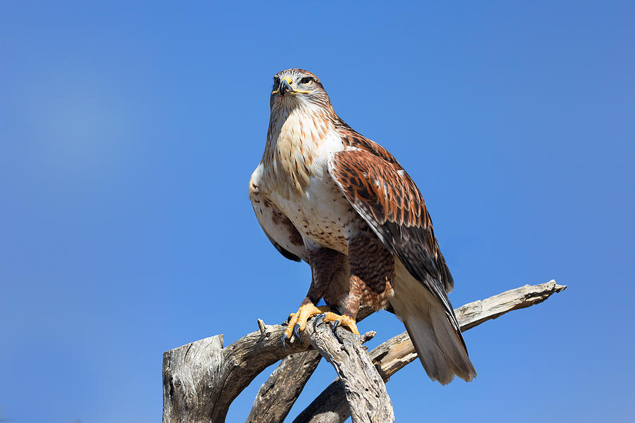 Ferruginous Hawk in the Desert Photograph by Kathleen Bishop
