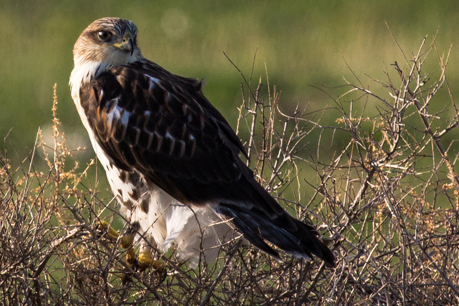 Ferruginous Hawk Photograph by John Daly