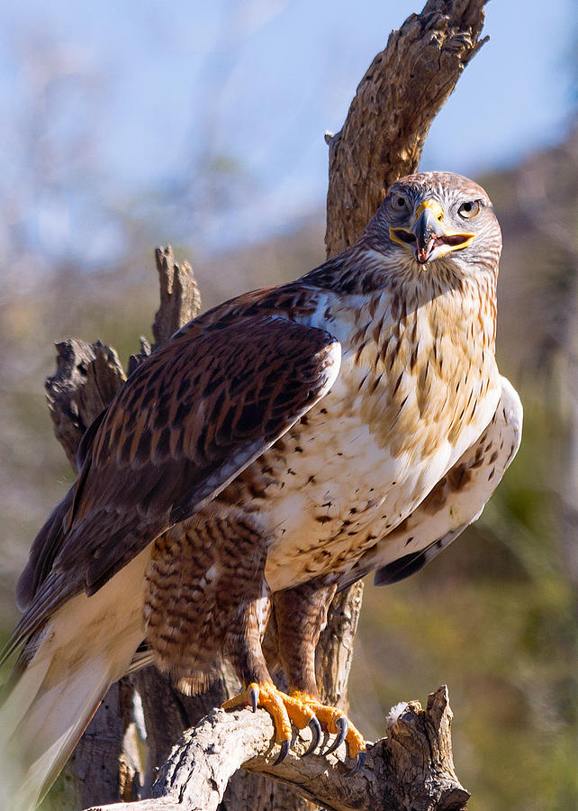 Ferruginous Hawk Photograph by Kathleen Bishop