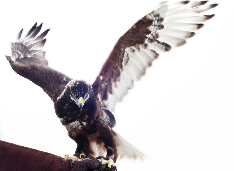 Ferruginous Hawk Landing On Falconers Photograph by Vicky Kasala Productions