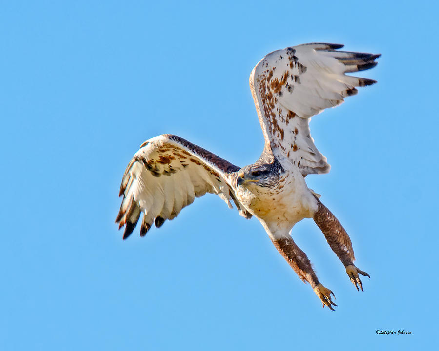 Ferruginous Hawk Launch Photograph by Stephen Johnson