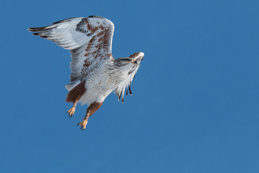 Ferruginous Hawk Launches into Clear Blue Sky Photograph by Tony Hake