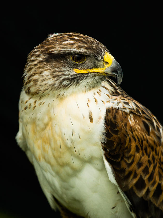 Ferruginous Hawk Photograph by Mark Llewellyn