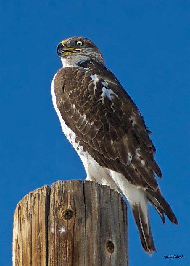 Ferruginous Hawk on Pole Photograph by Stephen Johnson