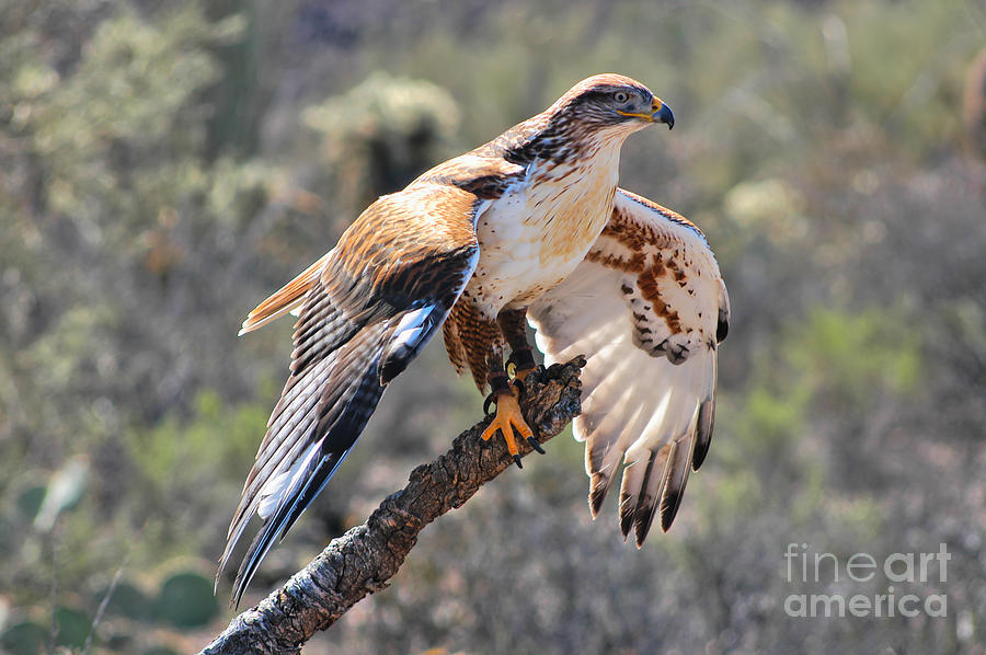 Ferruginous Hawk Perched On Limb Photograph