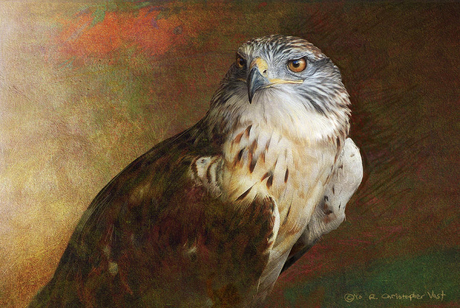 Ferruginous Hawk Portrait Painting by R christopher Vest - Pixels