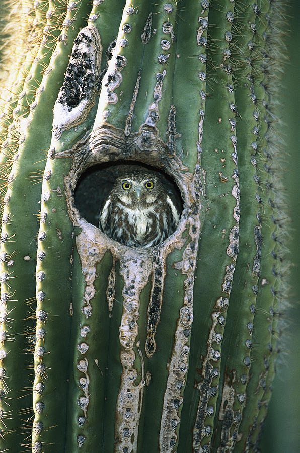 Ferruginous Pygmy Owl In Saguaro Arizona Photograph by Tom Vezo