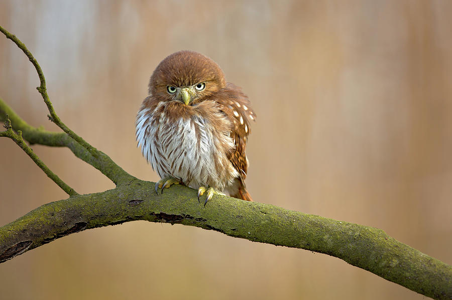 Ferruginous Pygmy Owl Photograph by Milan Zygmunt