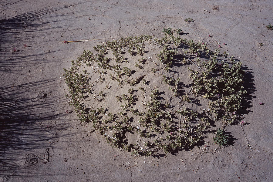 Fertile Mound Photograph by Tom Daniel