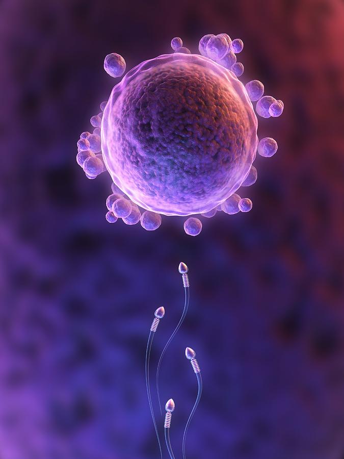 Fertilisation, artwork Drawing by Science Photo Library - SCIEPRO