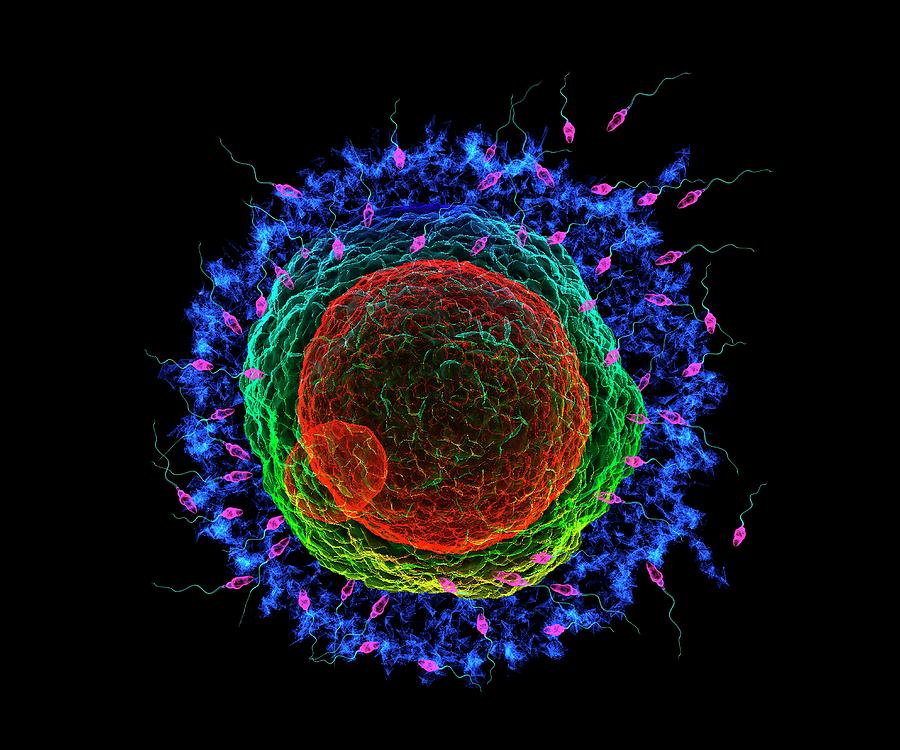 Fertilisation Photograph by K H Fung/science Photo Library