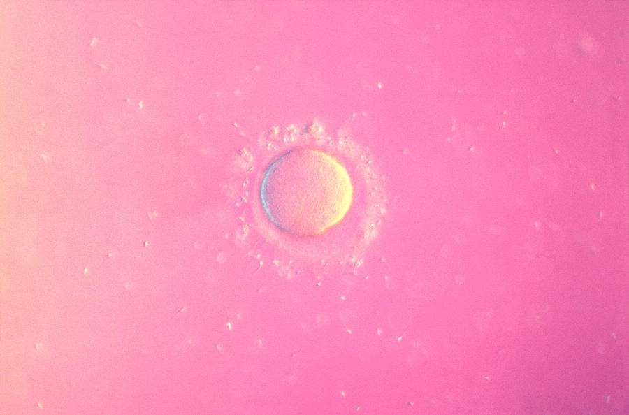Fertilisation Photograph by Science Pictures Ltd/science Photo Library