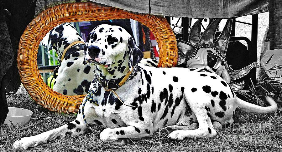 Black And White Photograph - Festival Dog by Blair Stuart