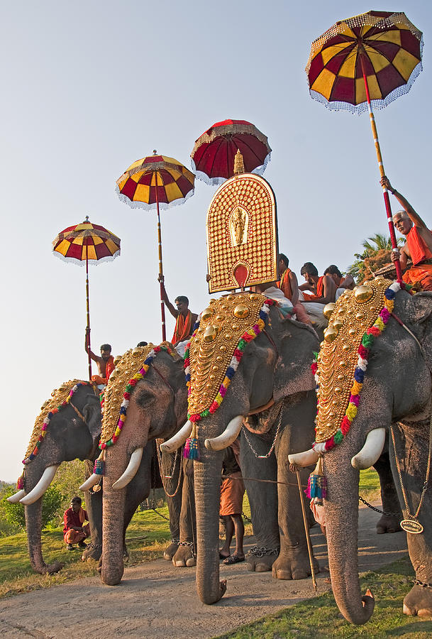 Kerala festival elephants Photograph by Dennis Cox