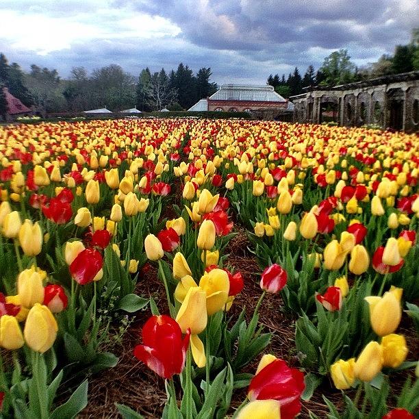 Tulip Photograph - Festival Of Flowers @biltmoreestate by Chesley Lanford