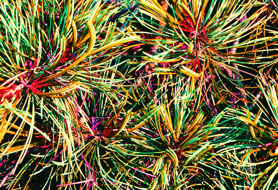 Festive Pine 2 Photograph by Laurie Tsemak