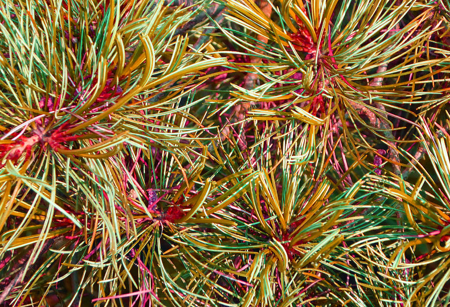 Festive Pine Photograph by Laurie Tsemak