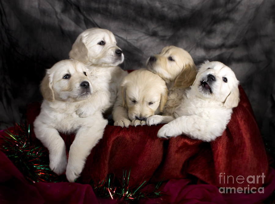 Festive Puppies Photograph by Ang El
