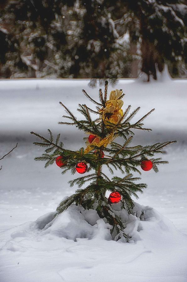 Christmas Photograph - Festive Tree by Tricia Marchlik