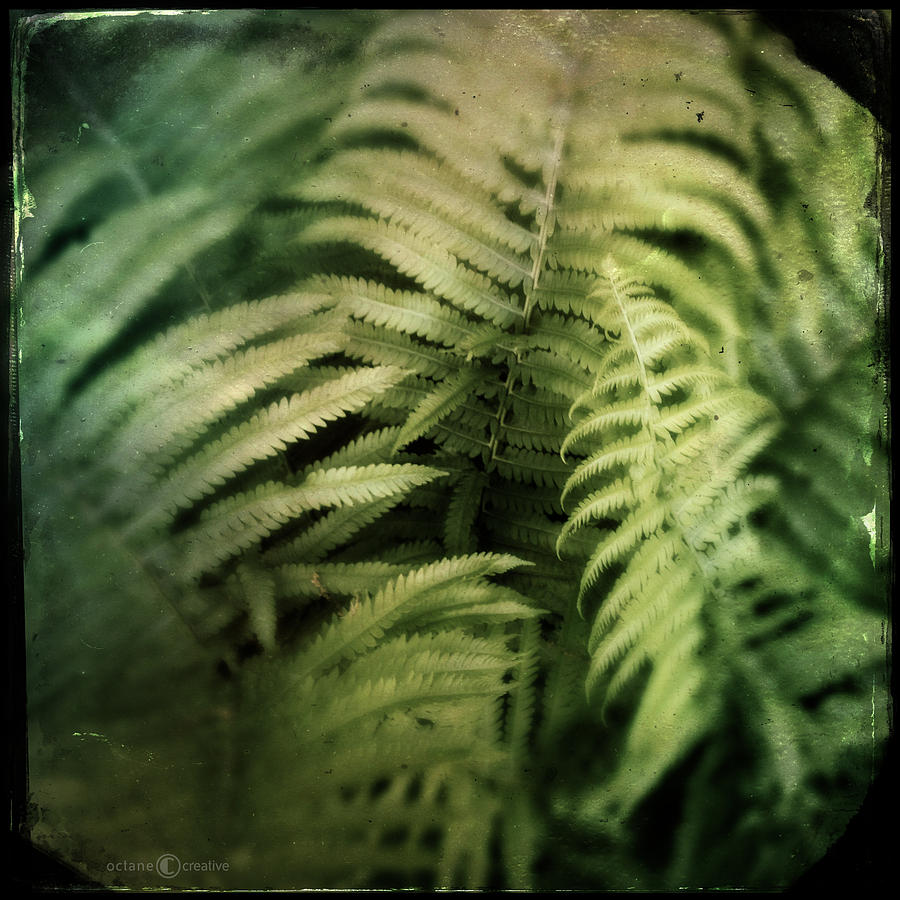 Festooned With Ferns Photograph by Tim Nyberg