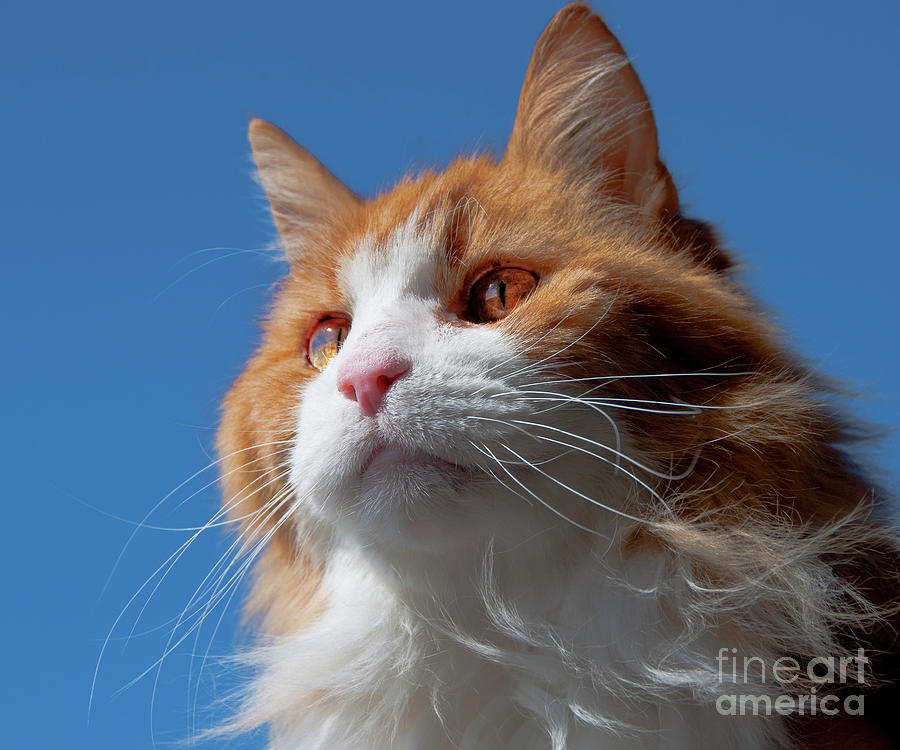 Cat Photograph - Festus... by Nina Stavlund
