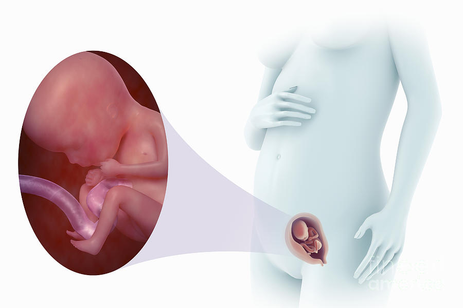 Pregnant Photograph - Fetal Development Week 15 by Science Picture Co