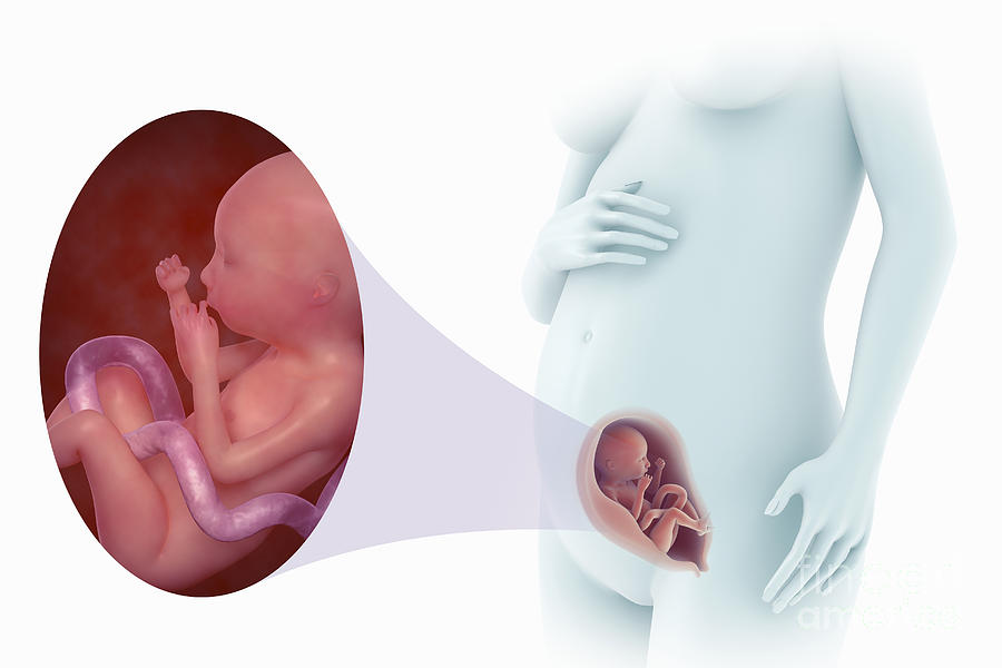 Беременность 21. 21 Неделя беременности. Малыш на 21 неделе беременности. Плод на 21 неделе беременности. Эмбрион на 21 неделе беременности.