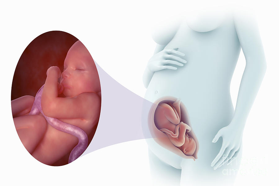 Fetal Development Week 31 Photograph by Science Picture Co