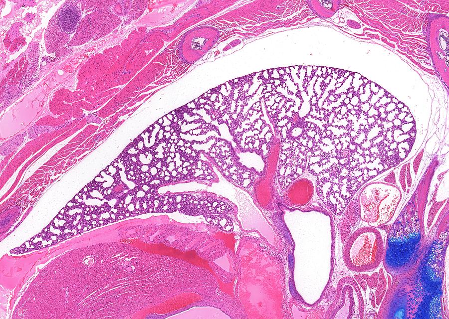 Fetal Lung Photograph by Microscape - Pixels