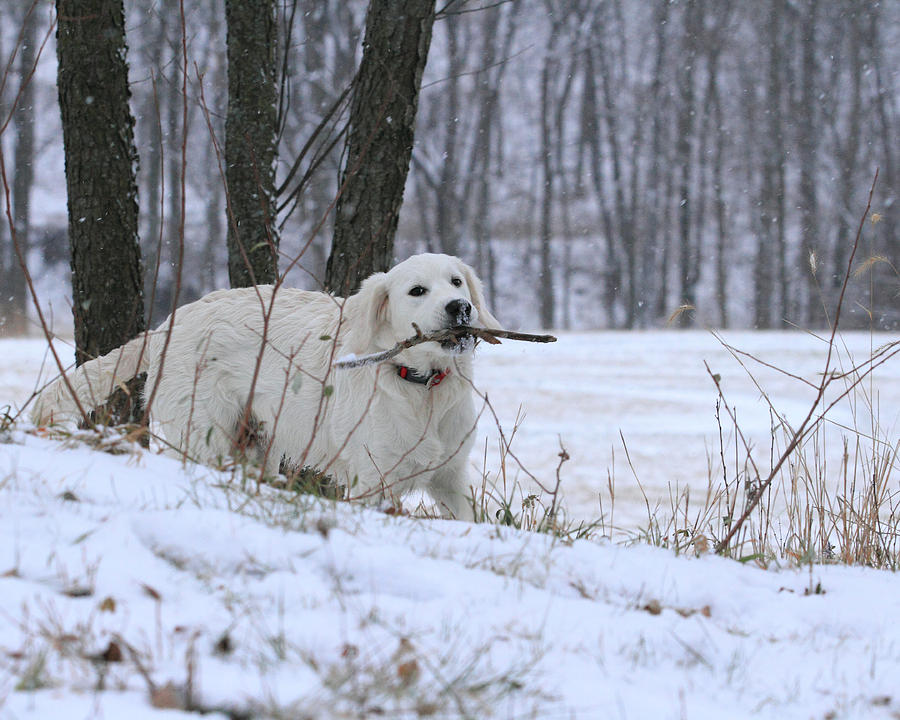 Fetch in the woods Photograph by Coby Cooper