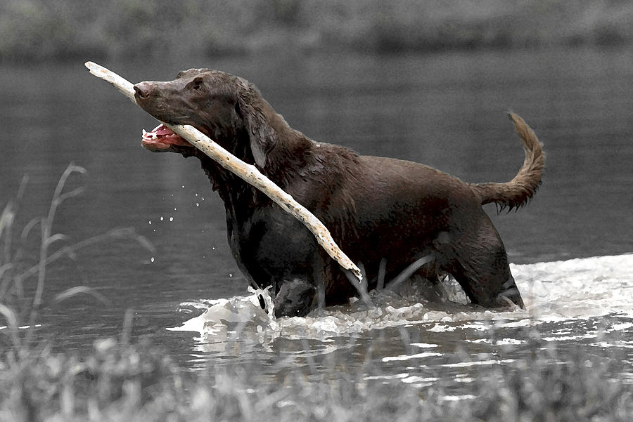 Dog Photograph - Fetch- Labrador Retriever Digital Art by Gerald Marella