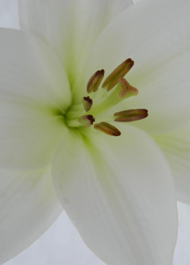 Lily Photograph - Welcome Lily by Kathy Barney